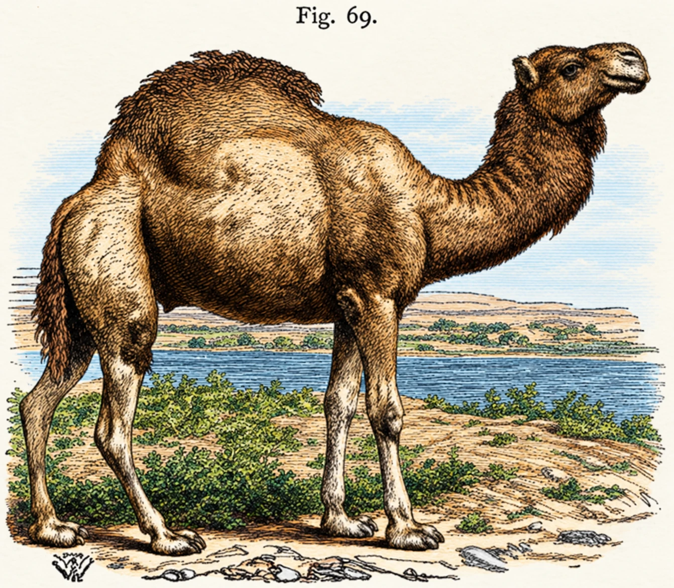 Illustration