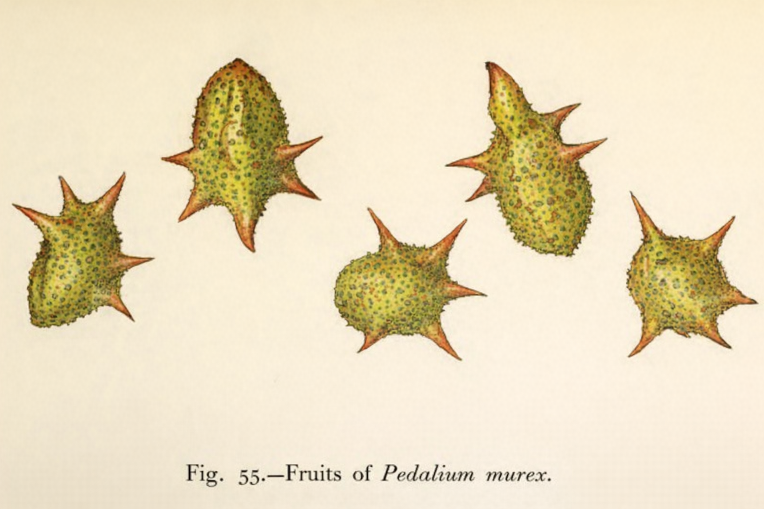 Fig. 55.—Fruits of Pedalium murex.