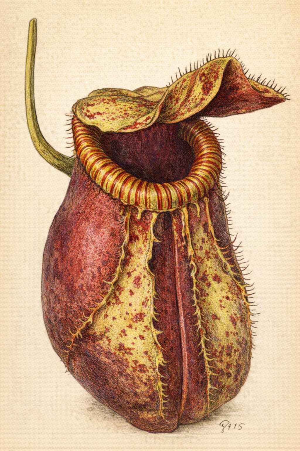 Cephalotus, the small Australian pitcher under a raised lid