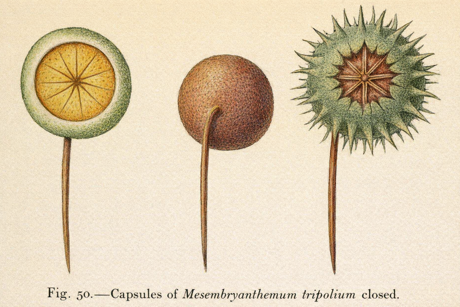 Fig. 50.—Capsules of JZesembryanthemum tripolium closed.