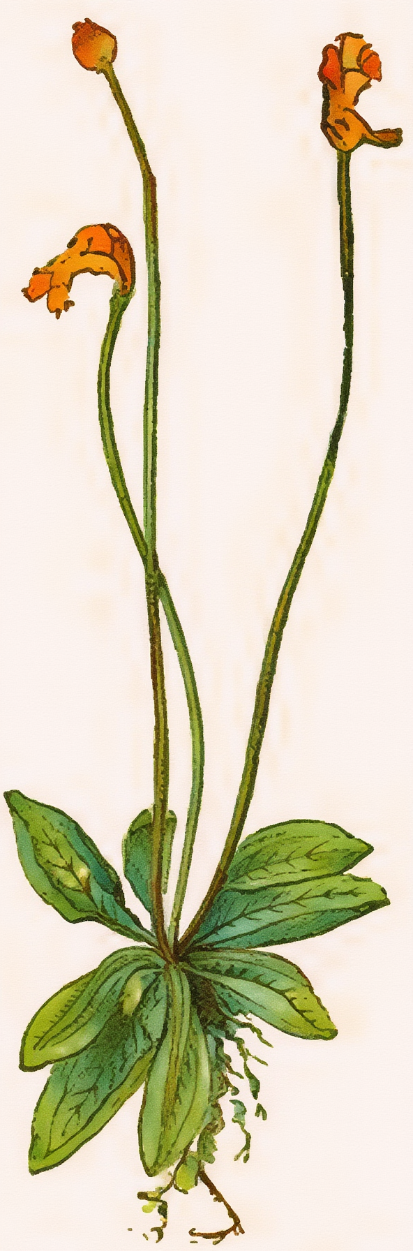 fig. 17.— Butterwort (Pinguicula Lusttanica).