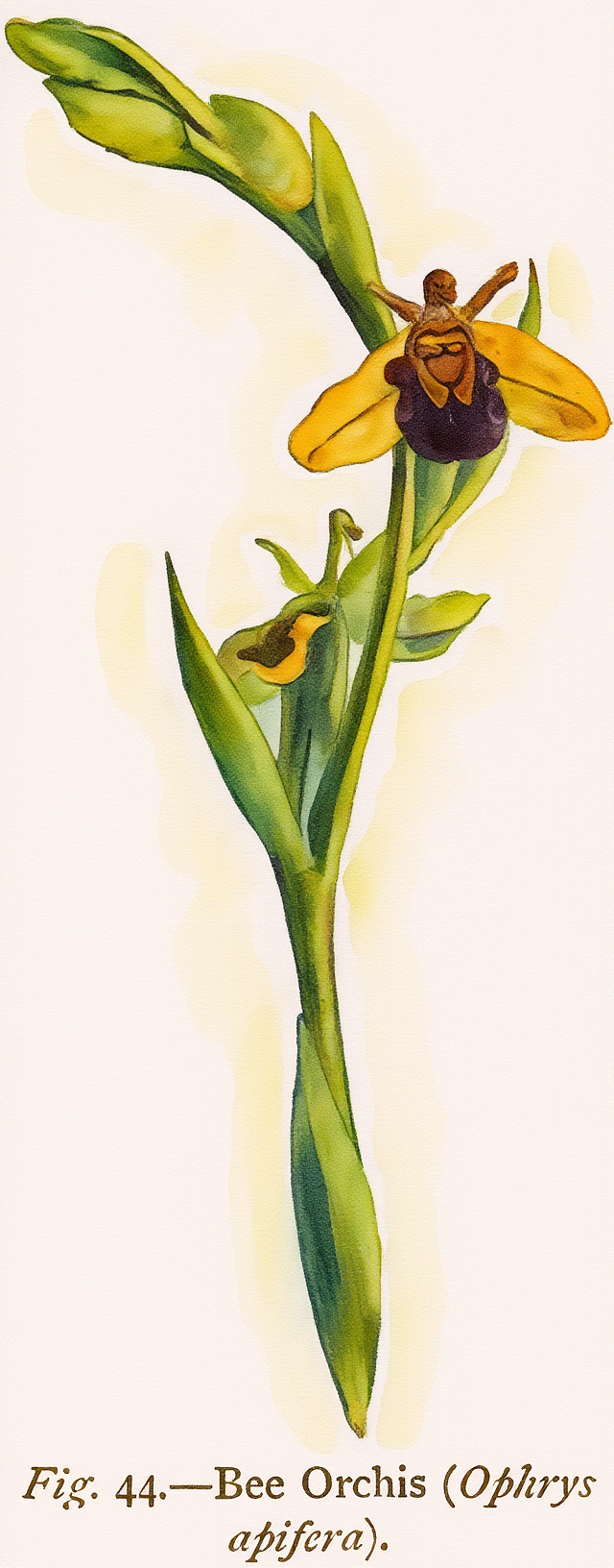 Bee Orchid (Ophrys apifera).