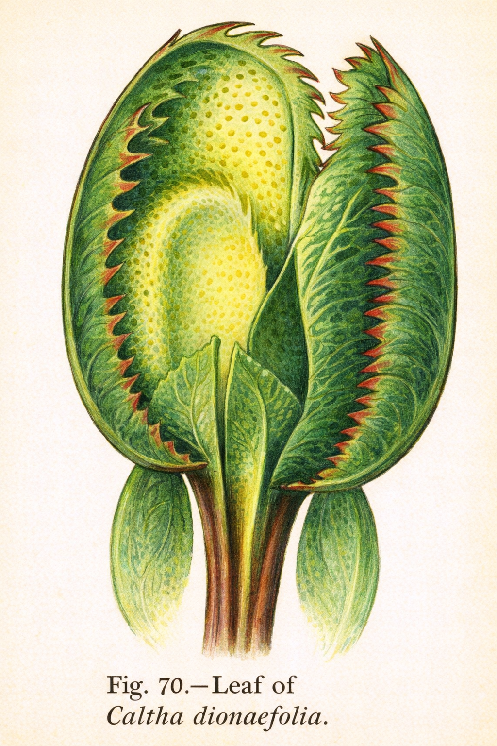 Figure from the document