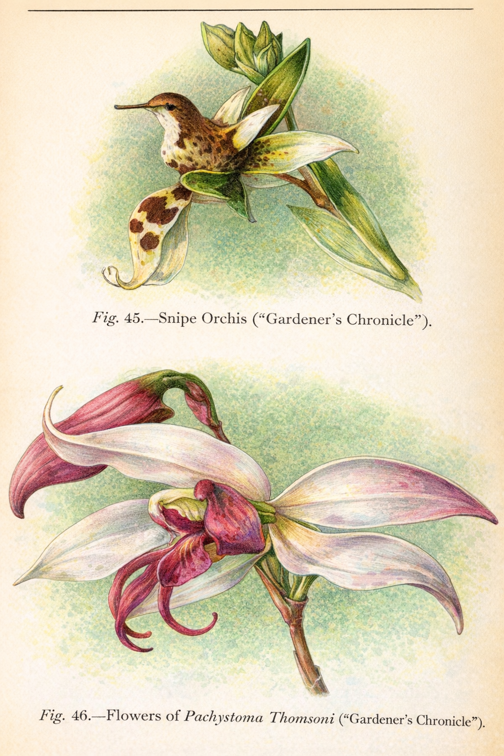 Snipe Orchid (Habenaria).